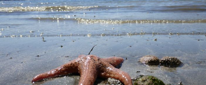 El lanzador de estrellas de&nbsp;mar